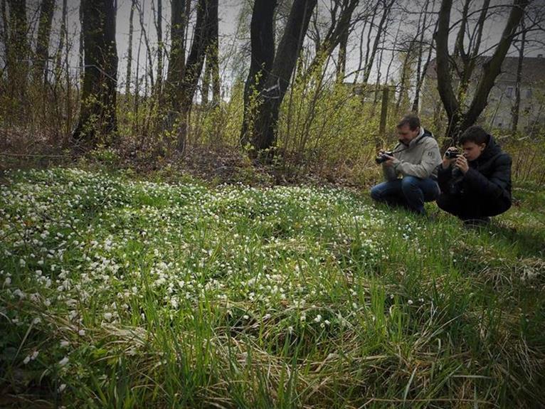 Zawilce nie gorsze od tatrzańskich krokusów.JPG