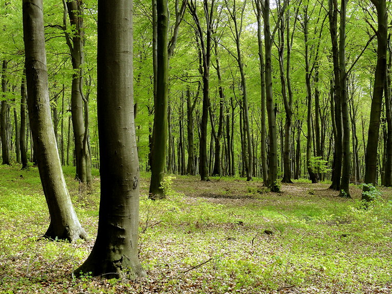 las bukowy (1).jpg