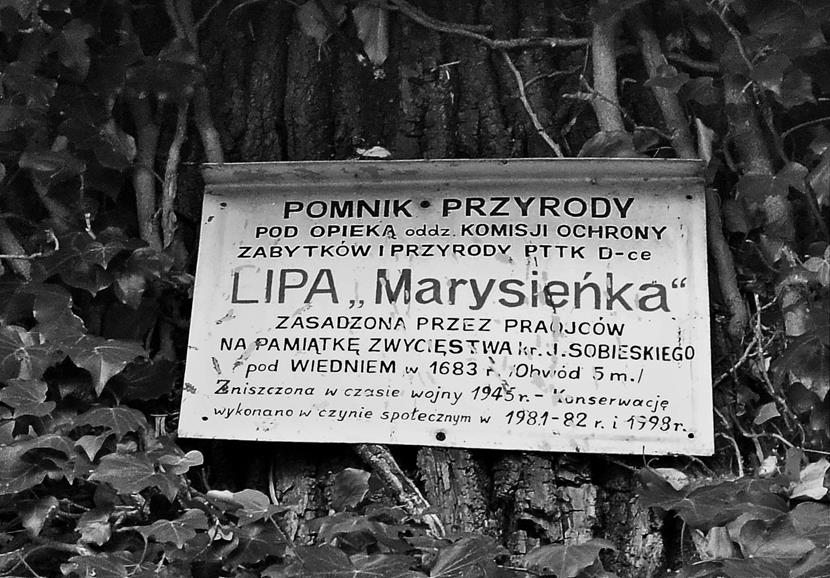Lipa Marysieńka (3).JPG