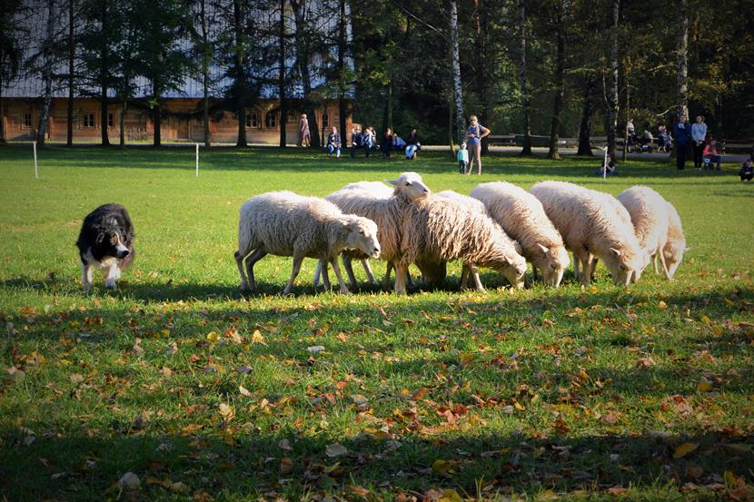 Pokazy zaganiania zwierząt przy użyciu psów rasy Border collie (4).JPG