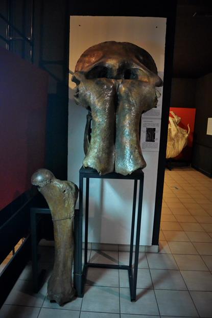 Zrekonstruowane czaszki mamutów (2).JPG