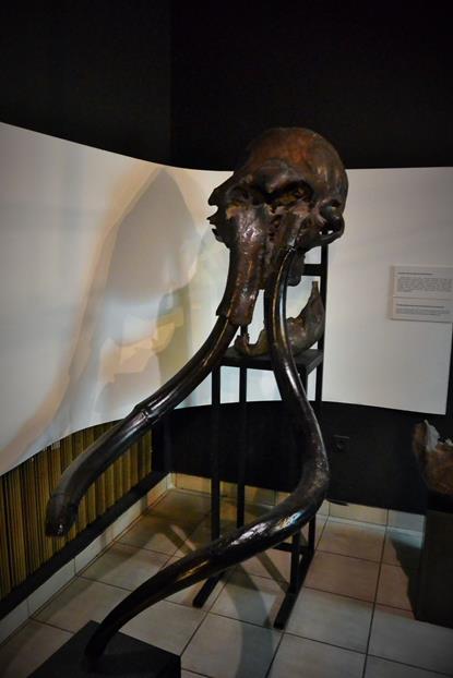 Zrekonstruowane czaszki mamutów (1).JPG