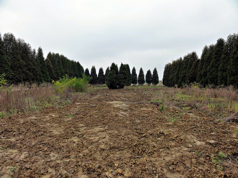 cmentarz Nieboczowy, wrzesien 2017 (1).jpg