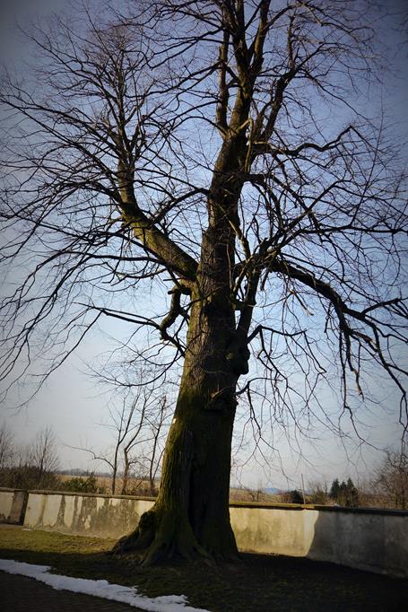 Drzewo cmentarne - pomnik przyrody.JPG