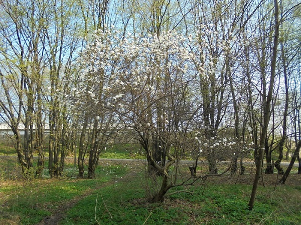 Glebowice palac kwitnaca magnolia.JPG