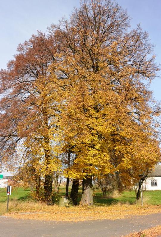 Krzyż przy drodze na cmentarz 2016.JPG