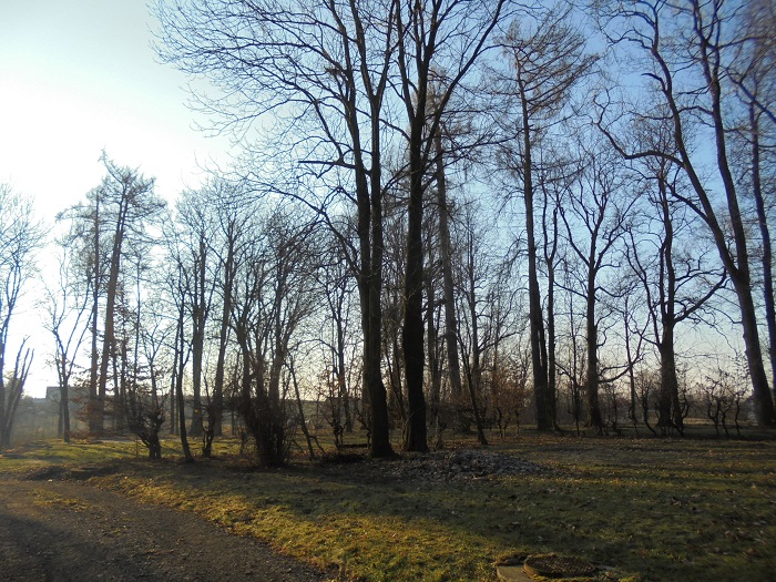 Sieborowice palac park.JPG