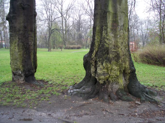 Stare drzewa.jpg