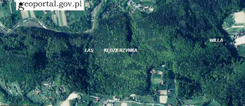 4. Las Kędzierzynka na Geoportalu.jpg