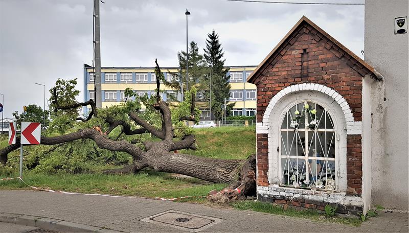 Ulica Jerzego Popiełuszki - śmierć drzewa (2).jpg
