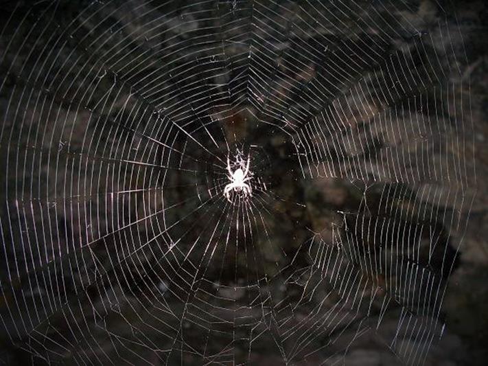 Pająk krzyżak na pajęczynie zasłaniającej wejście do groty Schoenów.JPG