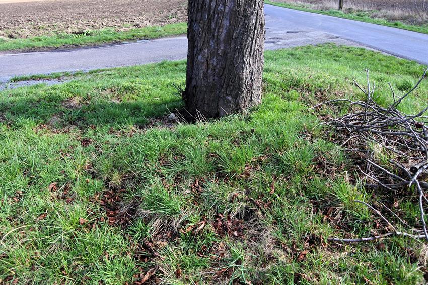 Stare drzewo w miejscu po pomniku (3).JPG