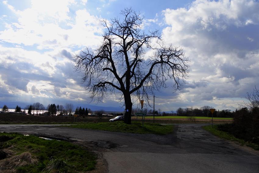Stare drzewo w miejscu po pomniku (4).JPG