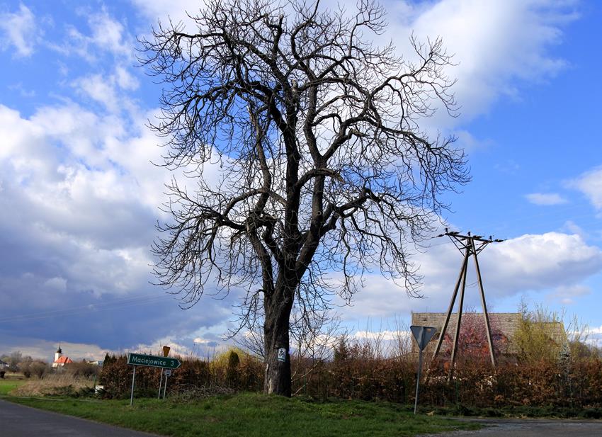 Stare drzewo w miejscu po pomniku (7).JPG