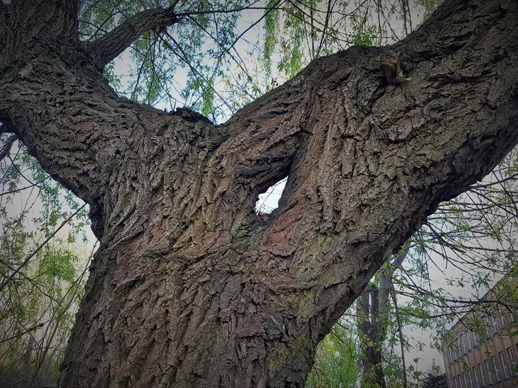 Drzewo z dziurą (3).jpg