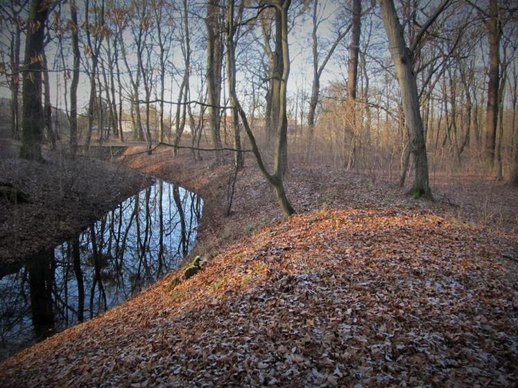 Fosa między północnym podgrodziem, a głównym majdanem (2).jpg