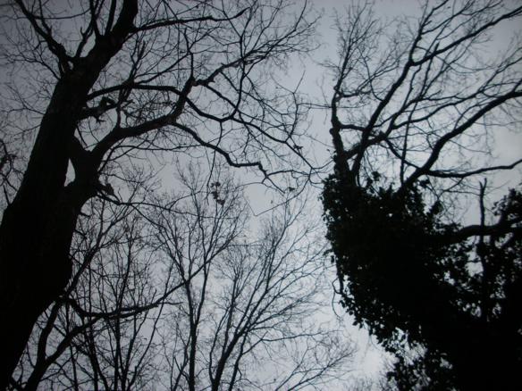 Posępne drzewa górują ponad cmentarzykiem.JPG