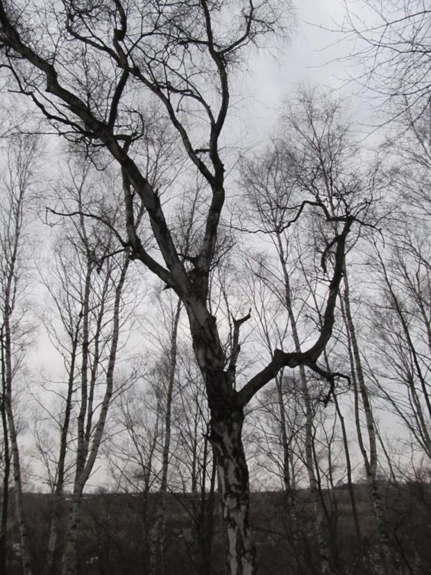 Stare drzewa (1).jpg