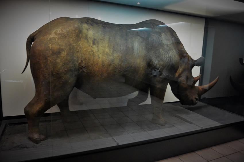 Rekonstrukcja wyglądu nosorożca z użyciem oryginalnej skóry.JPG