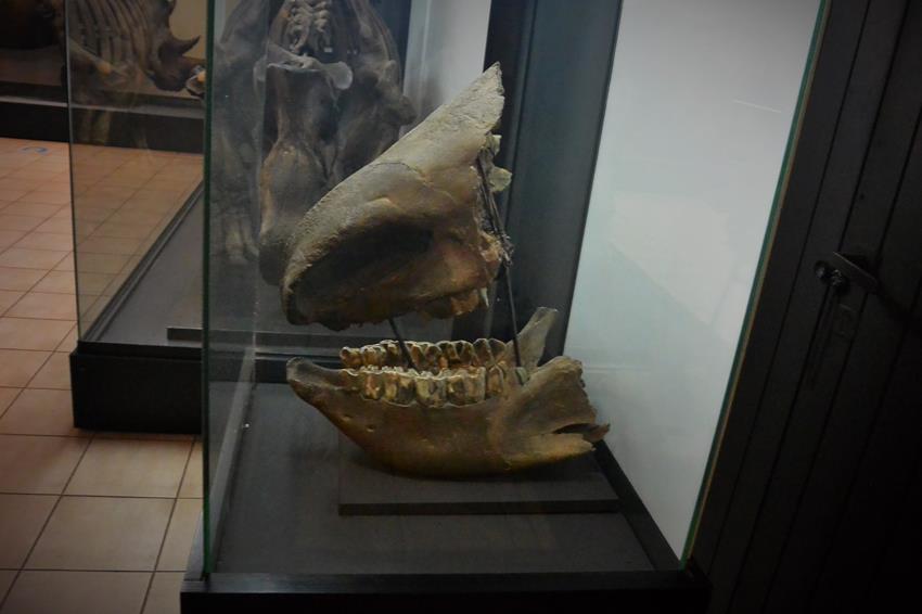 Fragment czaski innego nosorożca włochatego ze Staruni.JPG