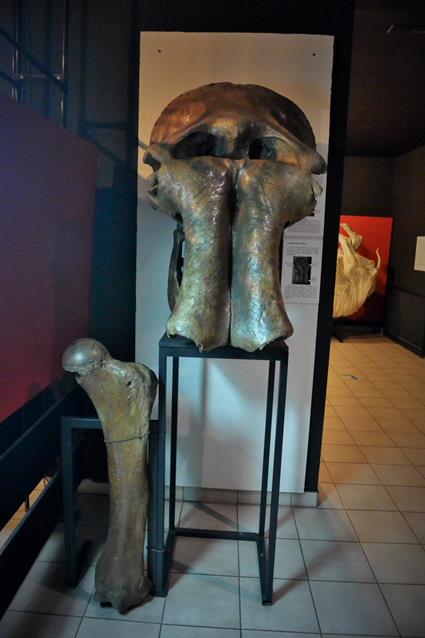 Szczątki mamuta (2).JPG