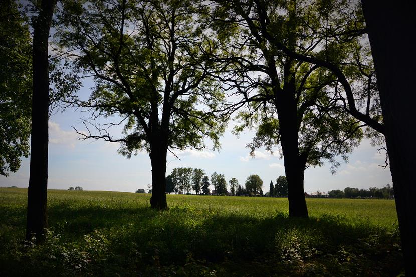 Widok z cmentarza cholerycznego na cmentarz parafialny w Chotowie.JPG