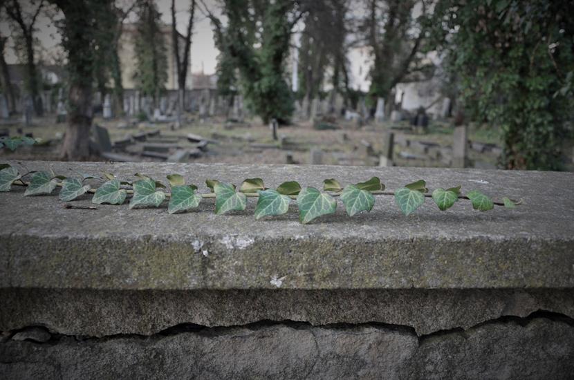 Cmentarz żydowski w Opolu (13).JPG
