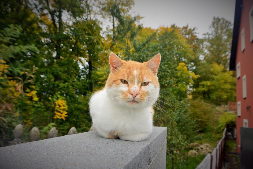 Rude kocisko i stare grodzisko.JPG