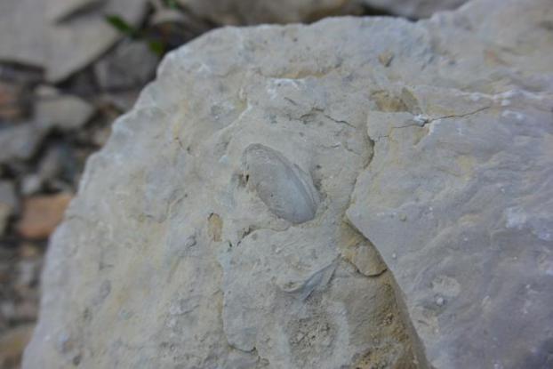 Skamieniałości - małże, najpewniej z gatunku Pleuromya (1).jpg