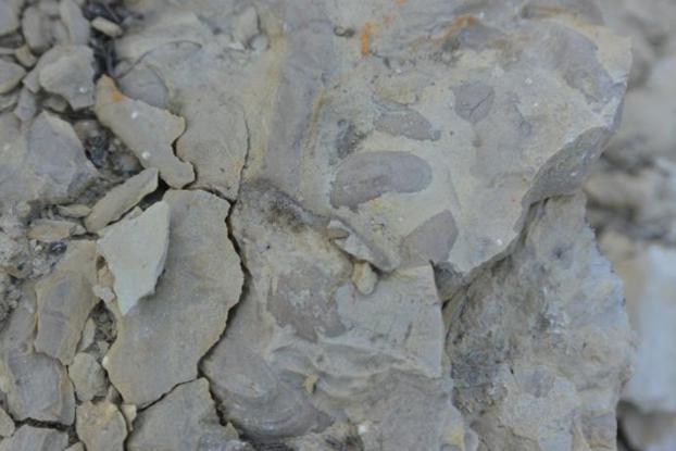 Skamieniałości - małże, najpewniej z gatunku Pleuromya (2).jpg