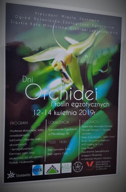 Dni Orchidei.jpg