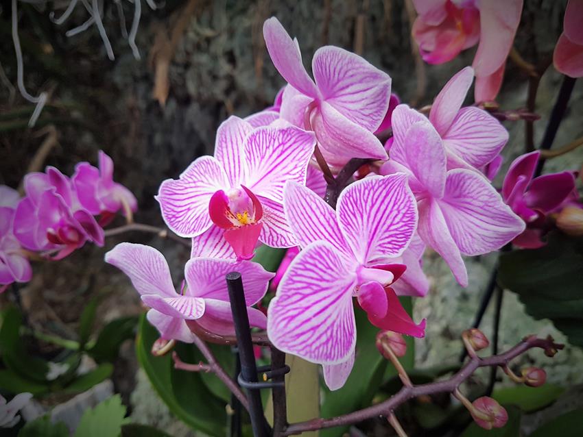 Dni Orchidei (5).jpg