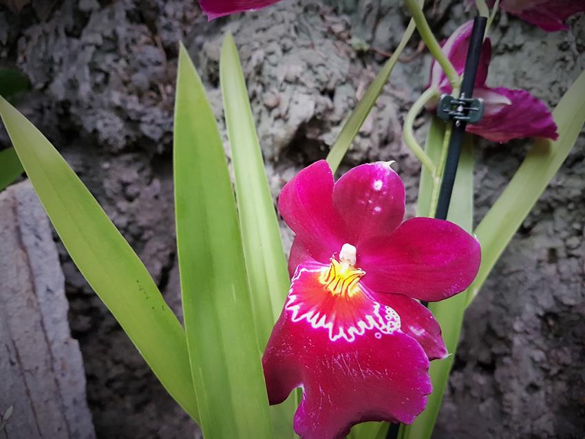 Dni Orchidei (7).jpg