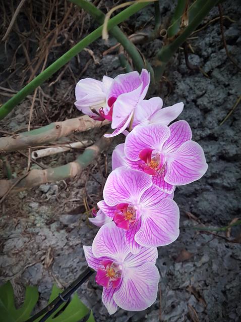 Dni Orchidei (8).jpg