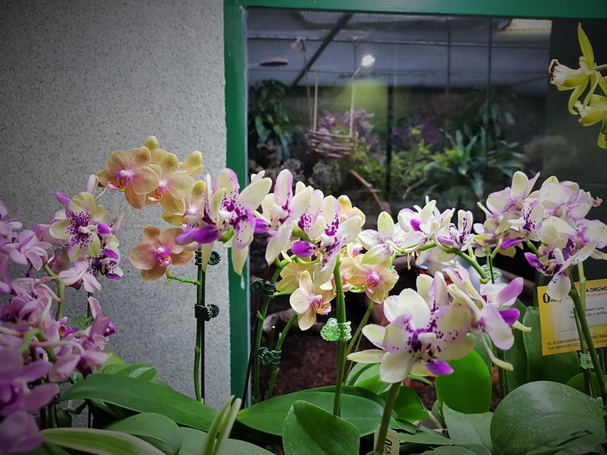 Dni Orchidei (21).jpg