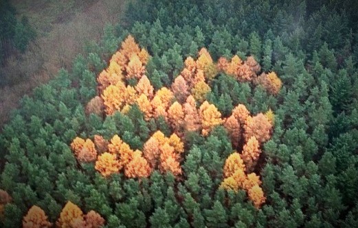 Leśna swastyka - przykład.jpg
