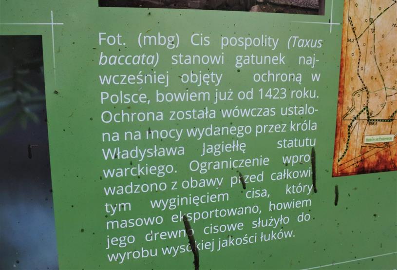 Bolko (8).JPG