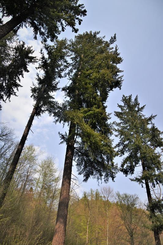 Najwyższe drzewo w Polsce (1).JPG