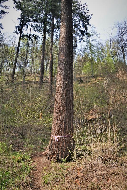 Najwyższe drzewo w Polsce (2).JPG