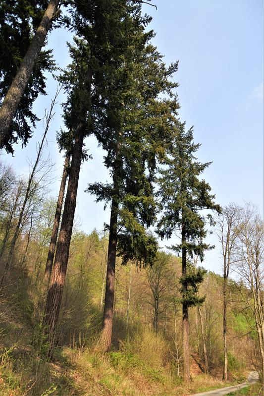 Najwyższe drzewo w Polsce (6).JPG