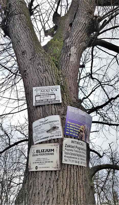 Drzewo z Nasławic (1).jpg