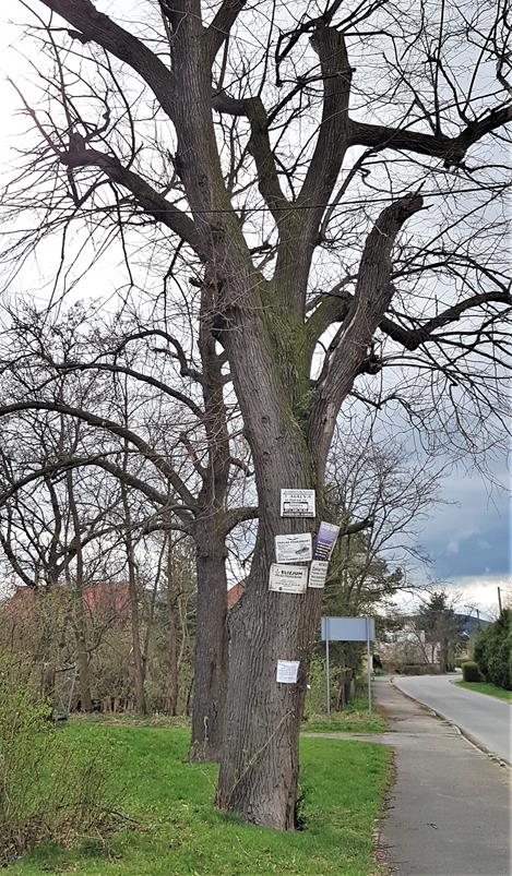 Drzewo z Nasławic (3).jpg