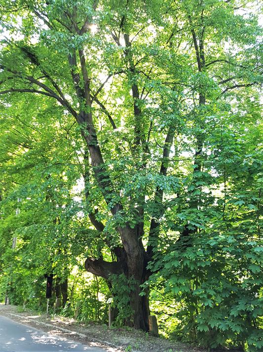 Drzewo Czarownic (1).jpg