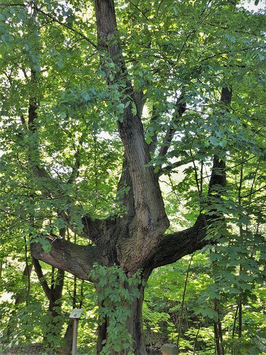 Drzewo Czarownic (2).jpg