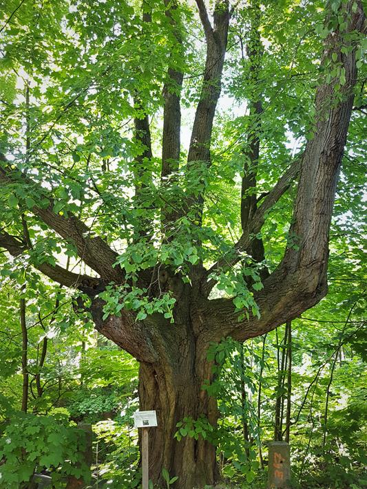 Drzewo Czarownic (3).jpg