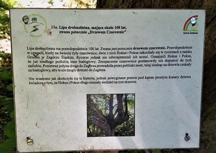 Drzewo Czarownic (4).jpg
