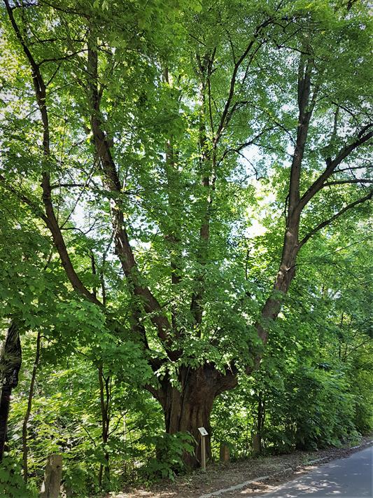 Drzewo Czarownic (6).jpg