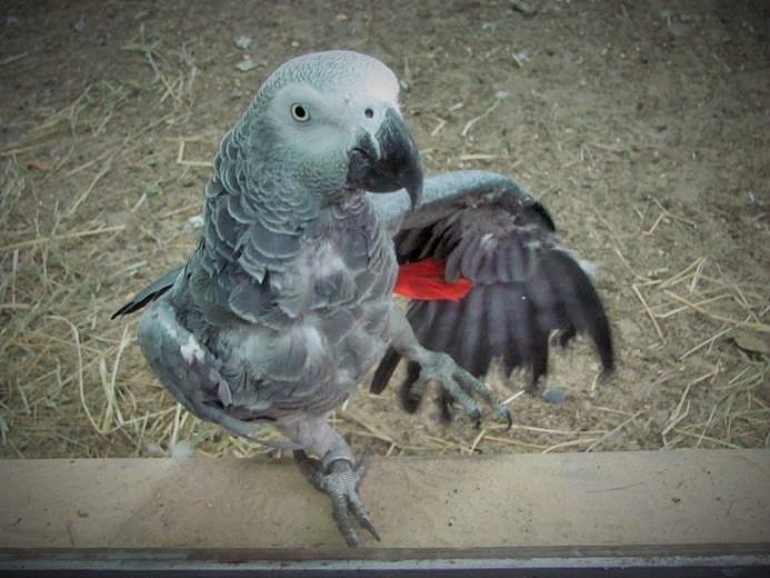 Papuga popielata - ŻAKO..jpg