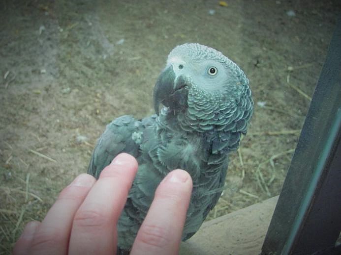 Papuga popielata - ŻAKO.jpg