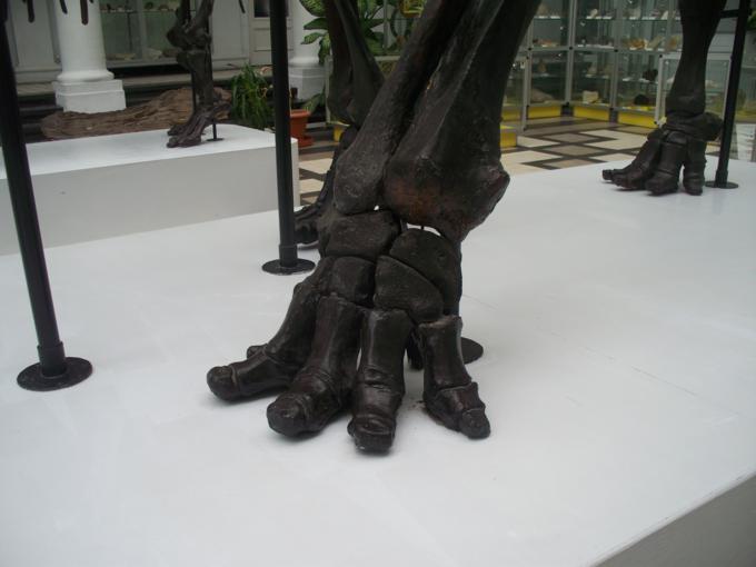 Stopa mamuta.JPG